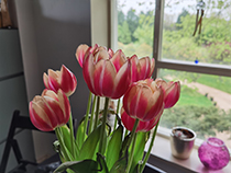 Flowers-Huawei-P40-Pro-Resized.jpg