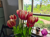 Flowers-Samsung-Galaxy-S20-Plus-Resized.jpg