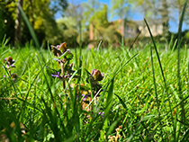 Grass-Samsung-Galaxy-S20-Plus-Resized.jpg